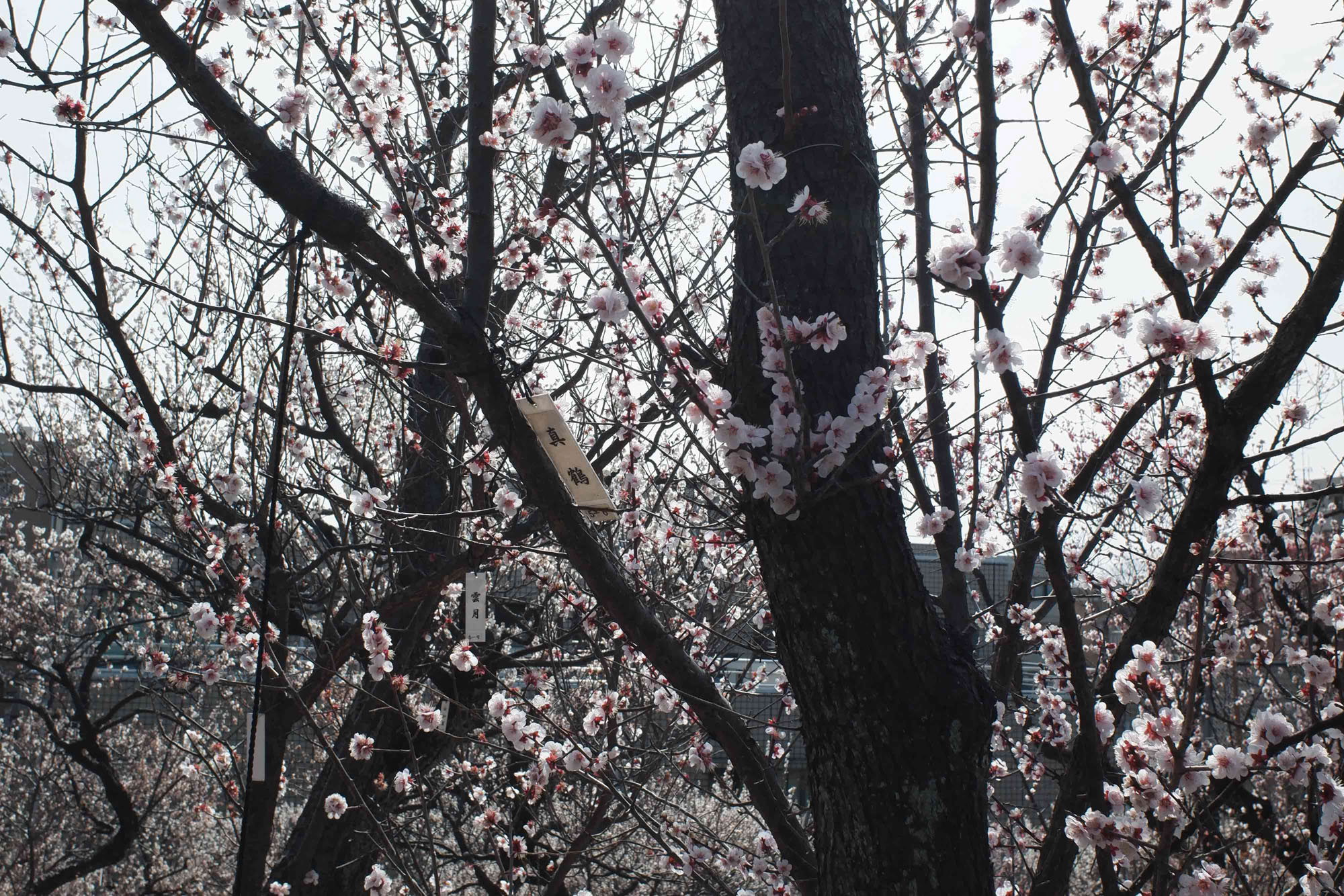 Ume Matsuri