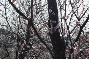 Ume Matsuri