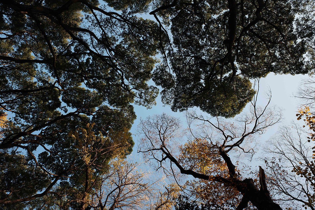Morning Walk In Yoyogi Koen