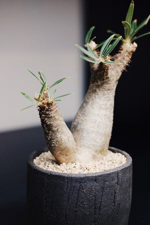90 Pot