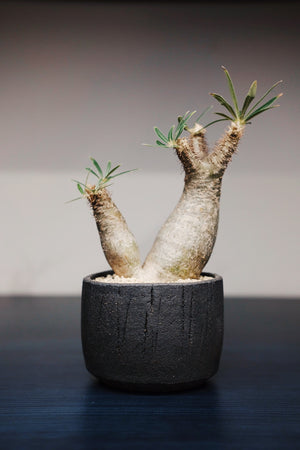 90 Pot