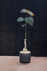 90 Pot