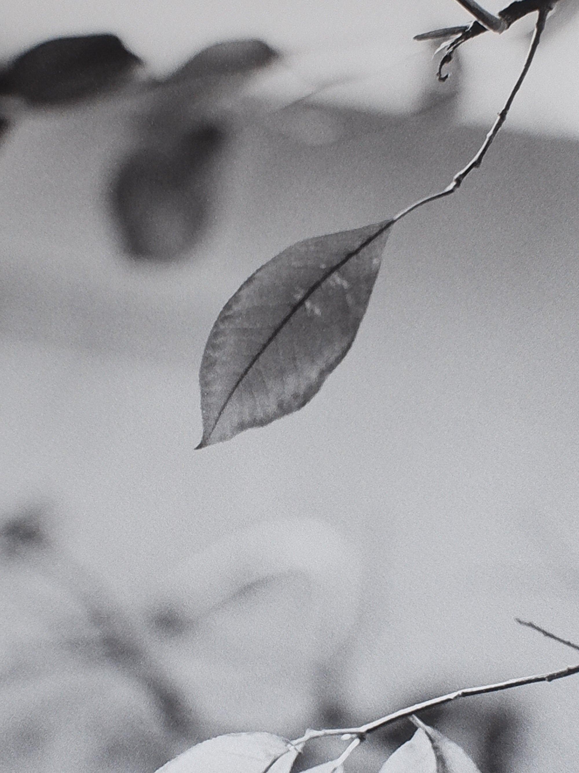 Leaves Poster