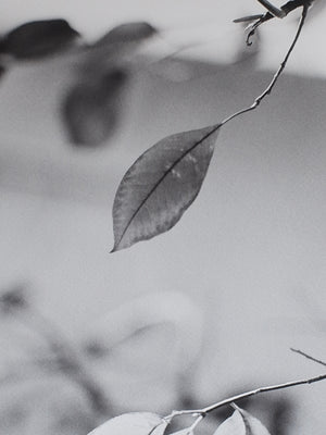Leaves Poster